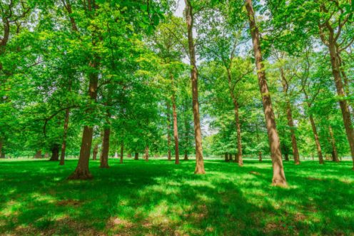 Tiny Forest für Unna