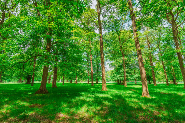 Tiny Forest für Unna